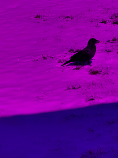 Raven picture with green removed