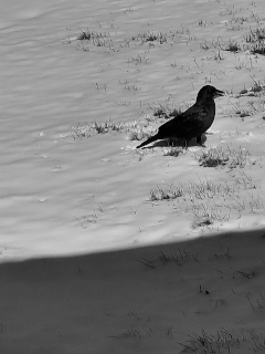 Greyscale picture of a raven