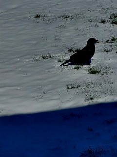 Darker picture of a raven