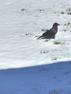 Brighter picture of a raven