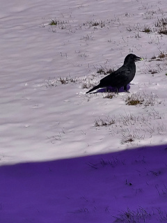 Raven picture with red and green swapped