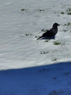 Picture of a raven... I think.