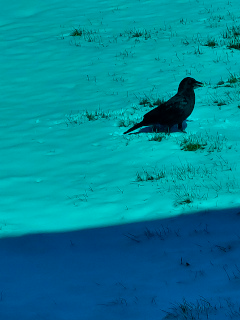 Raven picture with red removed